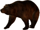 a grizzly bear