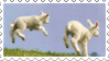 stamp of two lambs gambolling