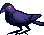 cawing crow